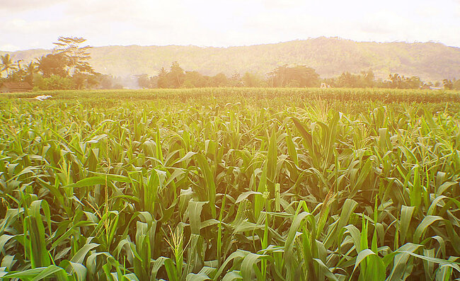 Ein Maisfeld